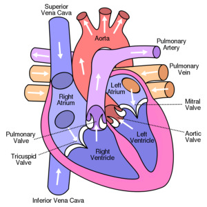 Anatomy of the heart